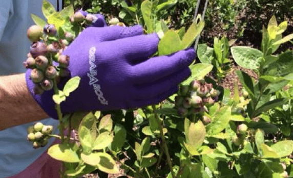 Best hand gloves for workers to protect hands - Grabaroos